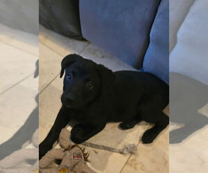 Labrottie Dogs for adoption in Dana Point, CA, USA