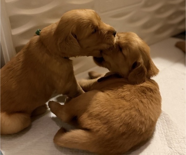 Medium Photo #15 Golden Retriever Puppy For Sale in SACRAMENTO, CA, USA