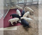 Small Photo #3 Shepradors Puppy For Sale in DIVIDE, CO, USA
