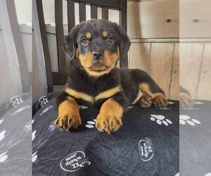 Rottweiler Puppy for sale in FRANKLIN, IN, USA