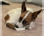 Small #1 Mutt
