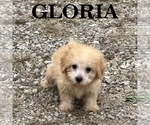 Gloria - Female Schnoodle (Miniature) Puppy for Sale - Photo #2