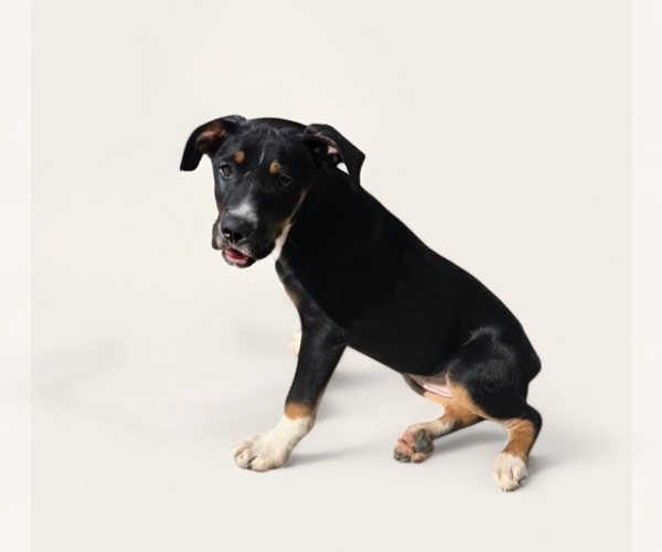 Medium Photo #2 Mutt Puppy For Sale in garner, NC, USA