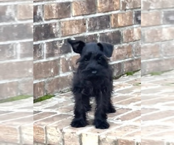Medium Photo #3 Schnauzer (Miniature) Puppy For Sale in SOMERVILLE, AL, USA