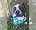 Small American Bulldog Mix