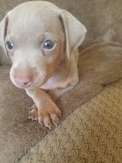Miniature Pinscher Puppy for sale in EAST HAVEN, CT, USA