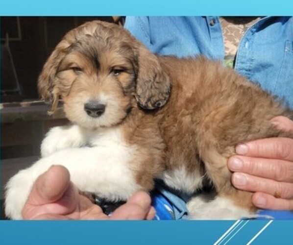 Medium Photo #15 Great Bernese-Poodle (Standard) Mix Puppy For Sale in JONESVILLE, VA, USA