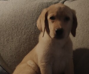 Labrador Retriever Puppy for sale in CALIENTE, CA, USA