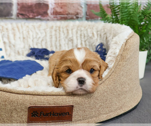 Cavalier King Charles Spaniel Puppy for sale in SYRACUSE, IN, USA
