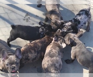 French Bulldog Puppy for sale in RIVERSIDE, CA, USA