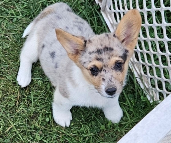 Medium Photo #1 Pembroke Welsh Corgi Puppy For Sale in MILTON, WI, USA