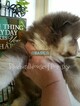 Small Photo #27 Pomsky Puppy For Sale in ANDOVER, MN, USA