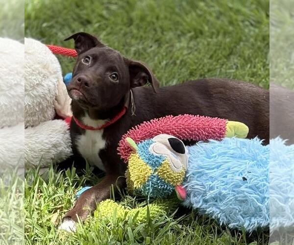 Medium Photo #3 Labrador Retriever-Unknown Mix Puppy For Sale in Yardley, PA, USA