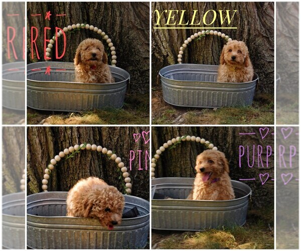 Medium Photo #1 Goldendoodle mix (+ Poodle Miniature) Puppy For Sale in MOORESVILLE, IN, USA