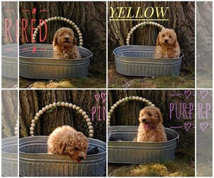 Goldendoodle mix (+ Poodle Miniature) Puppy for Sale in MOORESVILLE, Indiana USA