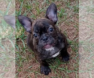 French Bulldog Puppy for sale in LEAGUE CITY, TX, USA
