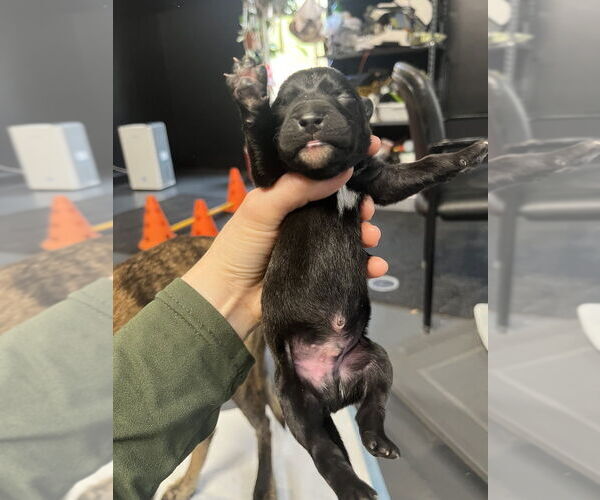 Medium Photo #1 Holland Shepherd-Unknown Mix Puppy For Sale in Imlay City, MI, USA