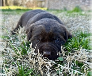 Medium Labrador Retriever