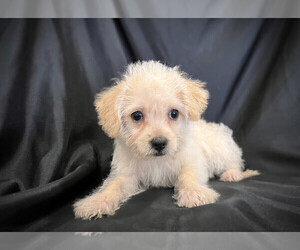 Maltese-Morkie Mix Puppy for sale in SAN FRANCISCO, CA, USA