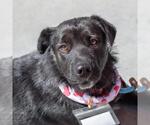 Small #7 Labrador Retriever Mix