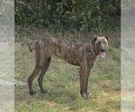 Small Boxer-German Shepherd Dog Mix