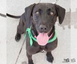 Small #5 Labrador Retriever Mix