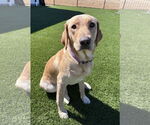 Small Photo #4 Labrador Retriever Puppy For Sale in Fort Worth, TX, USA