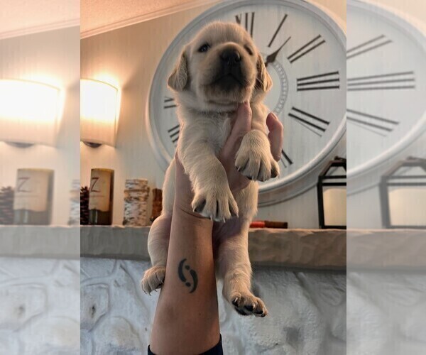 Medium Photo #4 Golden Labrador Puppy For Sale in PORT ORANGE, FL, USA