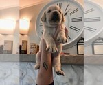 Small #3 Golden Labrador