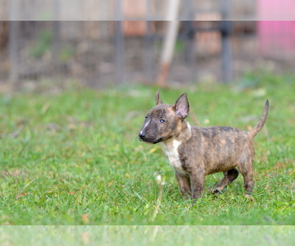 Medium Photo #15 Miniature Bull Terrier Puppy For Sale in Kiskoros, Bacs-Kiskun, Hungary