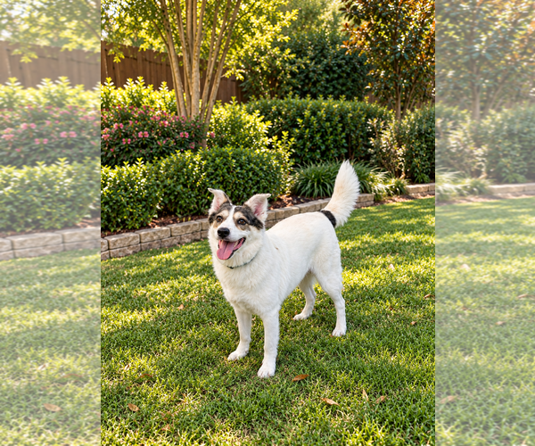 Medium Photo #3 Australian Shepherd-Unknown Mix Puppy For Sale in Dallas, TX, USA