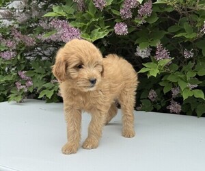 Goldendoodle (Miniature) Puppy for sale in WITHEE, WI, USA