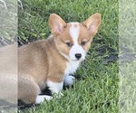Puppy Daisy Pembroke Welsh Corgi