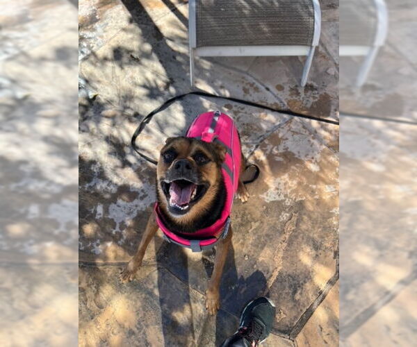 Medium Photo #20 Rottweiler-Unknown Mix Puppy For Sale in phoenix, AZ, USA