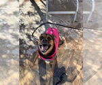 Small #19 Rottweiler Mix