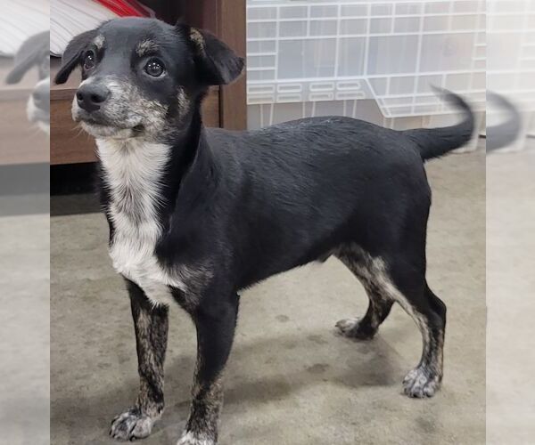 Medium Photo #5 Chihuahua-Unknown Mix Puppy For Sale in Carrollton, TX, USA