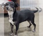 Small #4 Chihuahua Mix