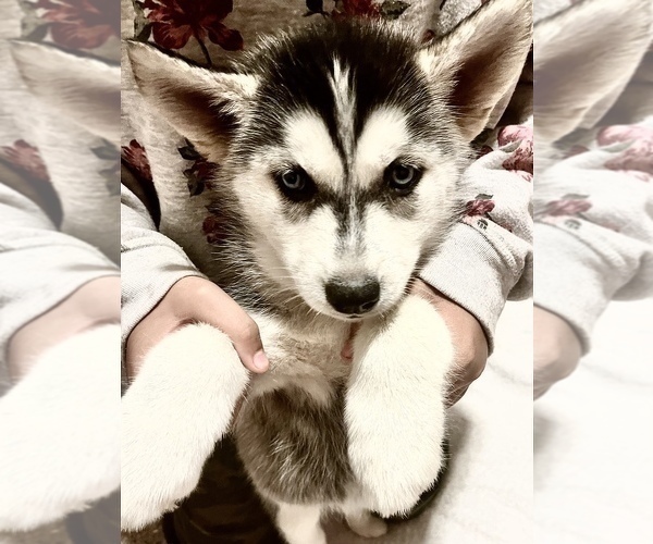 Medium Photo #8 Siberian Husky Puppy For Sale in FEDERAL WAY, WA, USA