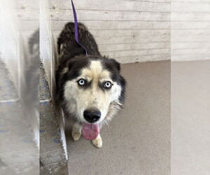 Medium Siberian Husky