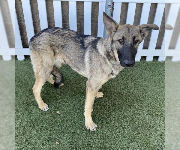 Medium Photo #1 German Shepherd Dog-Unknown Mix Puppy For Sale in Modesto, CA, USA