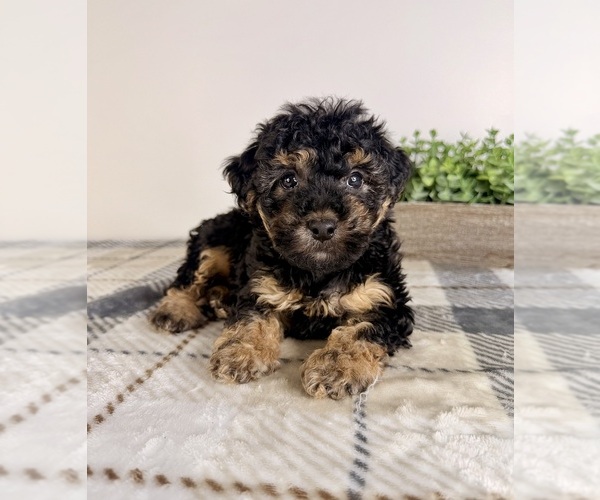 Medium Photo #3 Yorkipoo Puppy For Sale in GREENFIELD, IN, USA