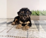 Small #2 Yorkipoo