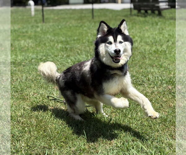 Medium Photo #2 - Mix Puppy For Sale in Virginia Beach, VA, USA