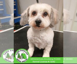 Havanese-Unknown Mix Dogs for adoption in Stroudsburg, PA, USA