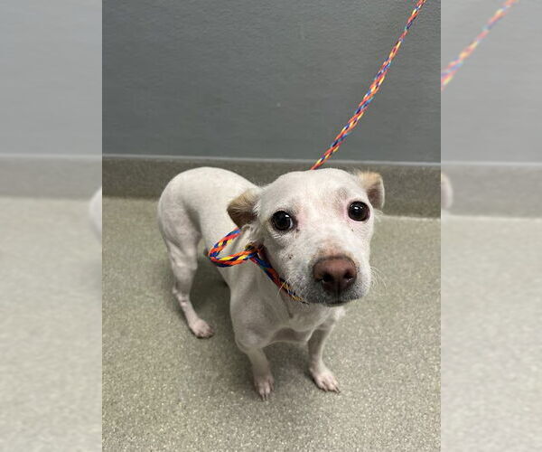 Medium Photo #1 Chihuahua-Unknown Mix Puppy For Sale in Las Vegas, NV, USA