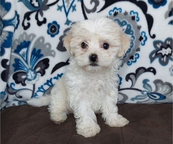 Medium Photo #7 Maltipoo Puppy For Sale in ELKTON, KY, USA