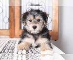 Small Photo #3 Havashire Puppy For Sale in NAPLES, FL, USA