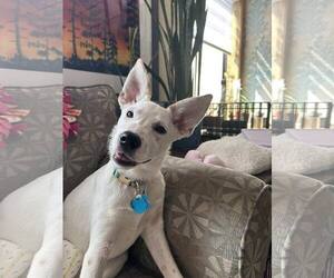 Mutt Dogs for adoption in Minneapolis, MN, USA