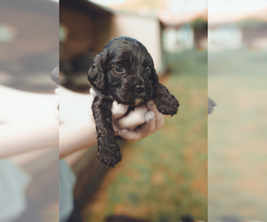 Cockapoo Puppy for sale in DUBOIS, IN, USA