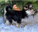 Small #1 Morkie